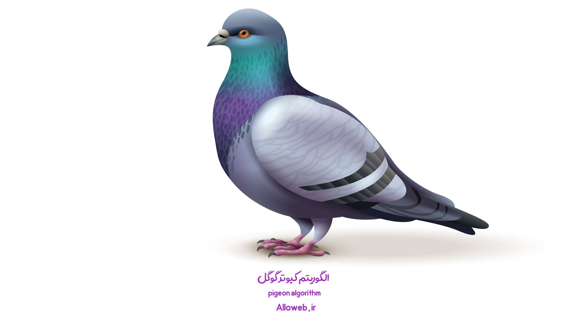 pigeon-algorithm-الگوریتم-کبوتر گوگل